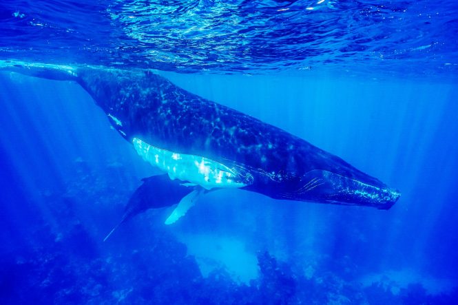 Buckelwale in ihrem natürlichen Lebensraum fangen